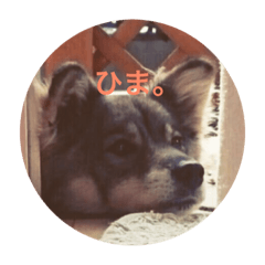dog's everyday stamps