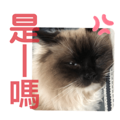咚滋咚滋咚滋