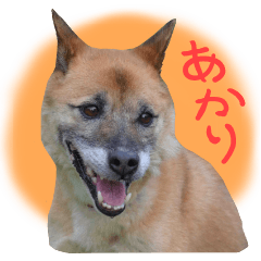 cute dog "Akari"