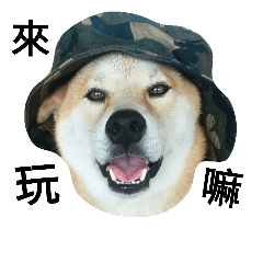 My name is Shiba PartII