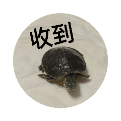 阿東瓜的日常生活