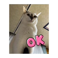 Hikari_20220315191316