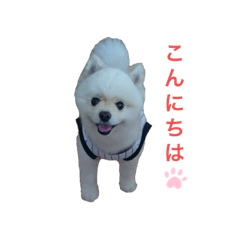ポメラニアンのチロ