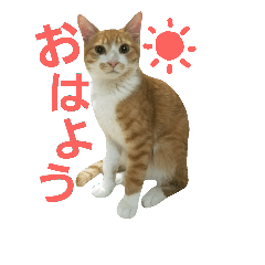 5匹の猫の日常