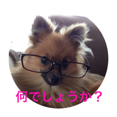 Pomeranian kotetsu2