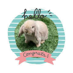 Cute Biscuit and Cotton candy (Rabbits)