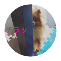 Pomeranian kotetsu3