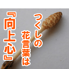 horsetail horsetail horsetail