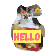 hello mumu
