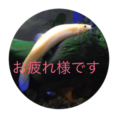 It is my pet's nyoro,loach.