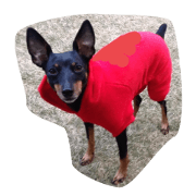 Miniature Pinscher's Stamp