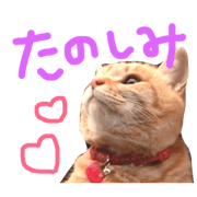 tora_cat