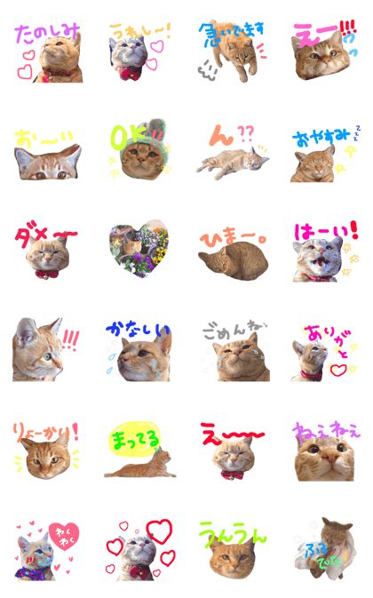 tora_cat