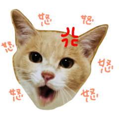 cha-san/rinsan
