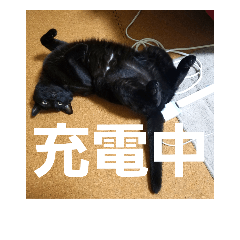 Black Cat:1