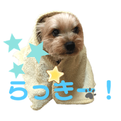 Lucky Happy Yokies