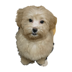 ayumi_20220317083448