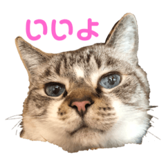 tomomi_20220317092044