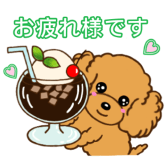 Cute toy poodle 1 (Four season)
