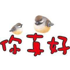 常用大字對話可愛鳥雞鴨203