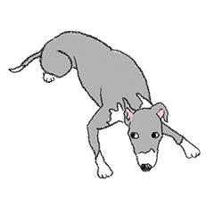 Italian Greyhound Tsuchinoko