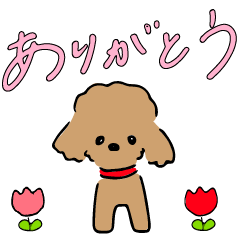 daily dog "toy poodle"