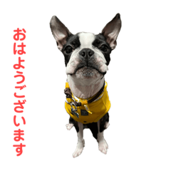 ボストンテリアのゆずの挨拶