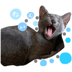 ayumi_20220317004323