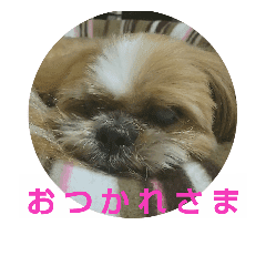 最高 シーサー 犬 すべての動物の絵