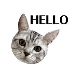 Hello_oreo