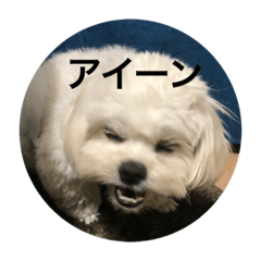 茶々丸 可愛い犬 Line スタンプ Line Store