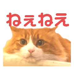 toranekoinu
