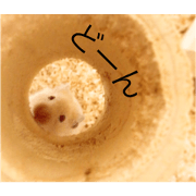 hamster.KINAKO