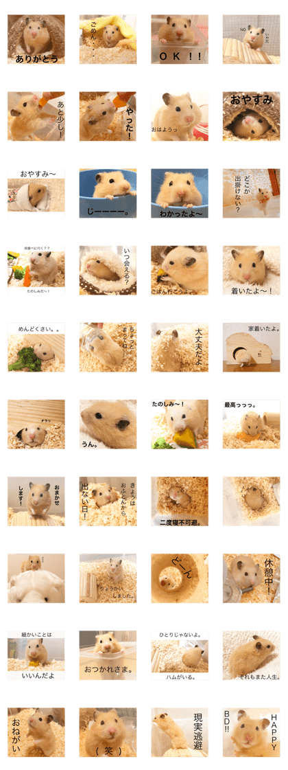 hamster.KINAKO
