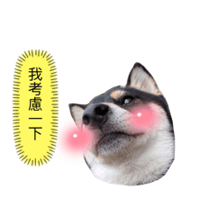 柴喵一家親