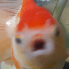Blurry Fish Duk Dik