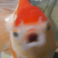 Blurry Fish Duk Dik