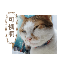 米米和阿珀問候你