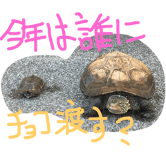 Mr.home of turtles.2nd