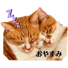 shiho_20220318093229