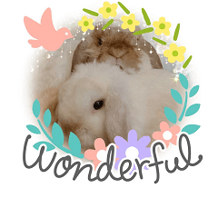 Ai am a rabbit2