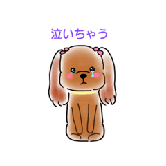 Toy Poodle Mou