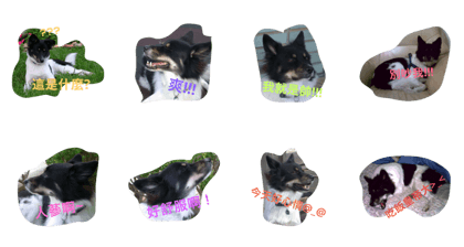 Black-White Dog