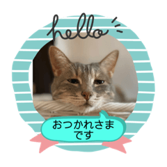 Cat En-chan's daily greeting sticker