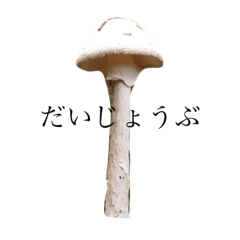 Japanese mushrooms 24 photo