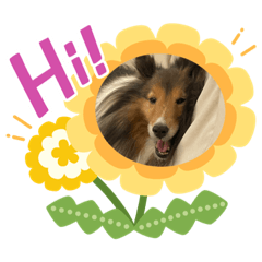 安安醬