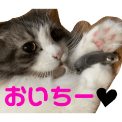 Cat Bchan3