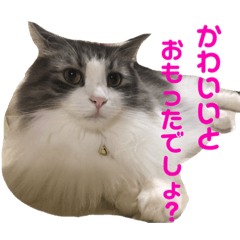Cat Bchan 2