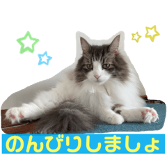 Cat Bchan 4