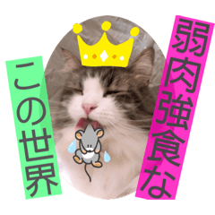 Cat Bchan 5